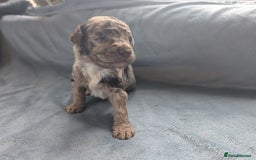 Miniature Poodle dogs for sale: Stunning Miniature poodles parti/merle - Image 5
