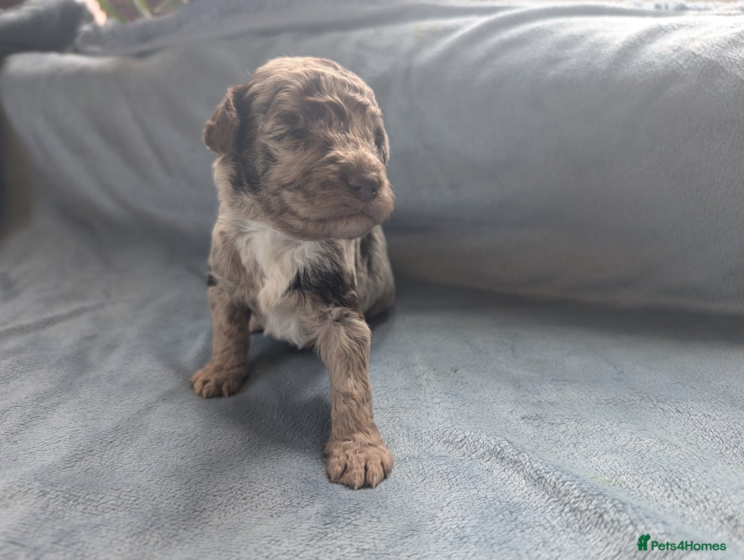 Miniature Poodle dogs for sale: Stunning Miniature poodles parti/merle - Image 5