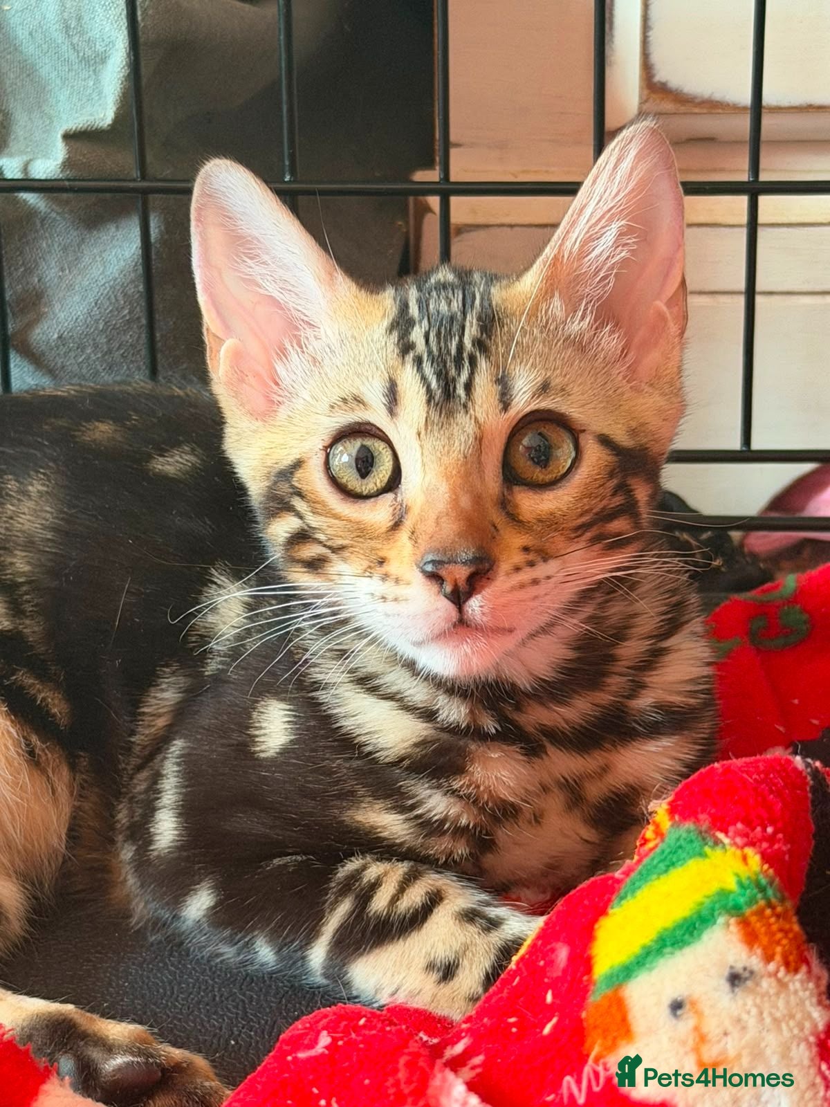 Bengal cats Gorgeous Marble Bengal Kittens - Ready Now - Advert 14