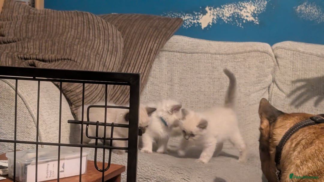 Ragdoll cats for sale: 5 Ragdoll Kittens for Sale - Image 16