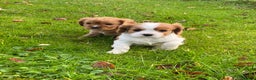 Cavalier King Charles Spaniel dogs for sale: 🐶🐶 Beautiful Cavalier King Charles Spaniel pupps - Advert 3