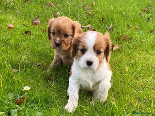 Cavalier King Charles Spaniel dogs 🐶🐶 Beautiful Cavalier King Charles Spaniel pupps - Advert 11