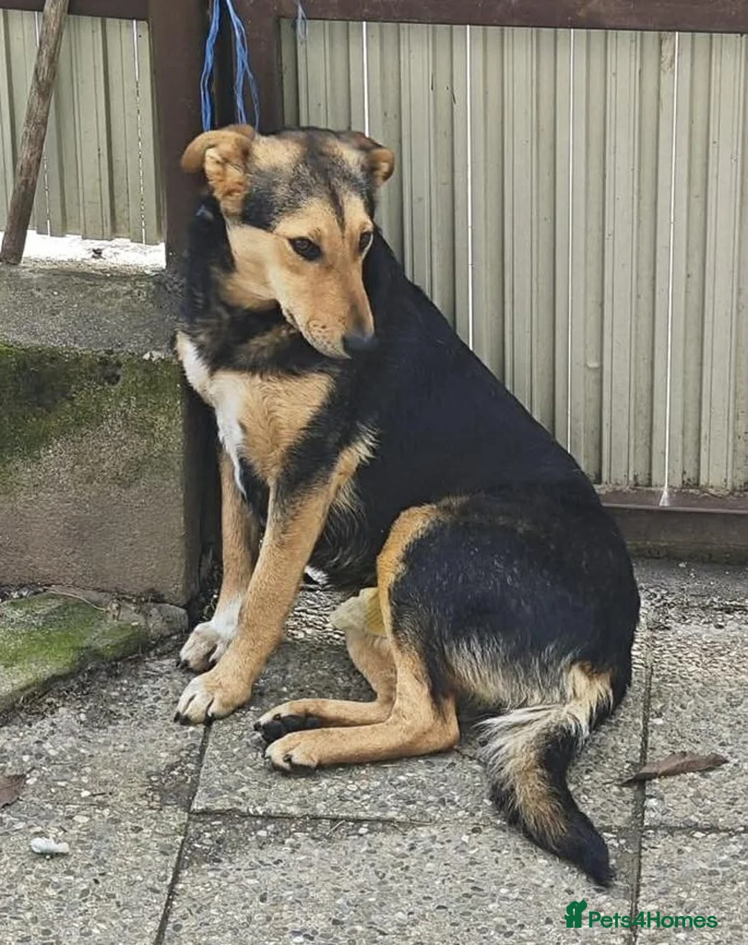 Mixed Breed dogs for adoption: 🐾 Meet Larisa - a gentle girl for a Loving Home💛 - Advert 2