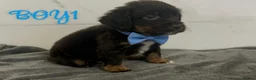 Cocker Spaniel dogs for sale: Cocker spaniel puppies for sale  - Advert 9