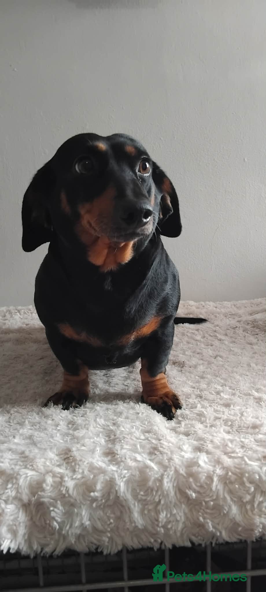 Miniature Dachshund dogs Here i have my beautiful pet - Advert 2