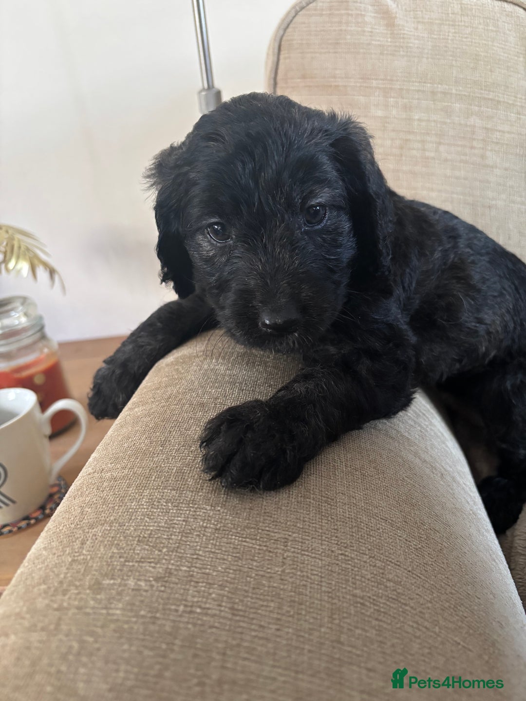 Goldendoodle dogs for sale: 12 Stunning Goldendoodles - Image 32