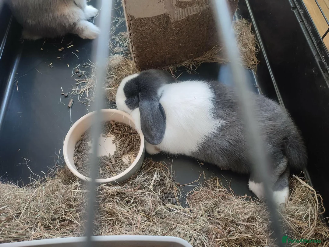 Mini Lop rabbits for sale: Mini Lop lilac otter VM / blue split, blue eyes. - Advert 4