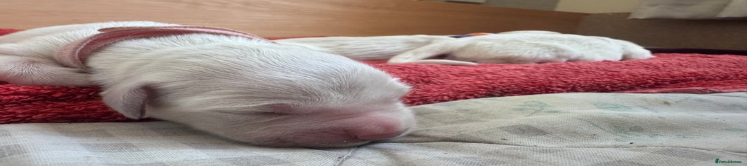 Golden Retriever Pink collar 