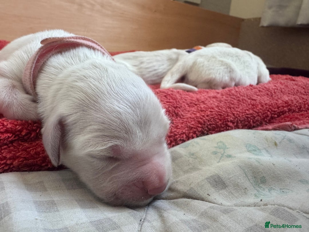 Golden Retriever dogs for sale: KC English Cream Golden Retriver puppy’s  in Sleaford - Image 14