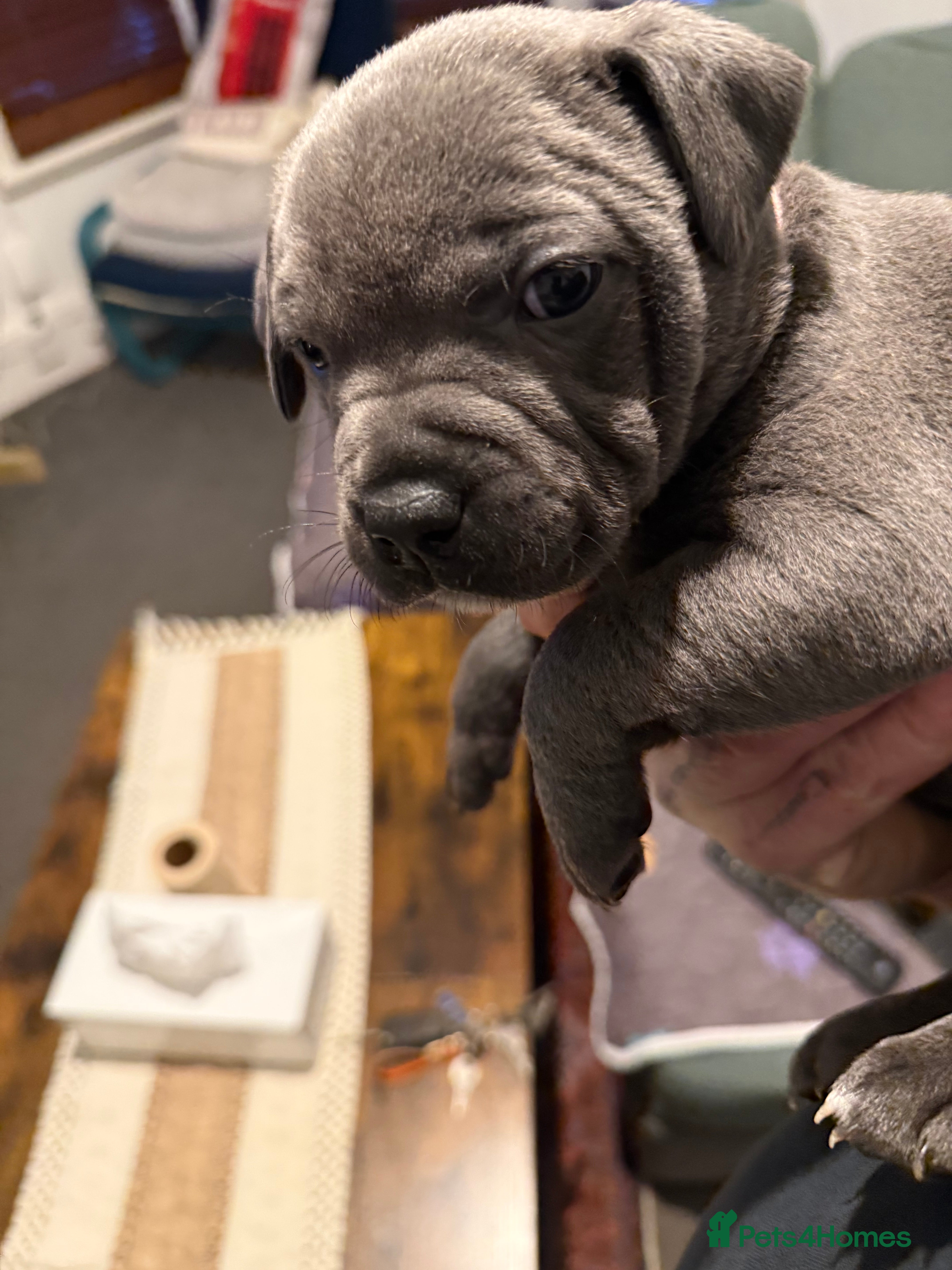 Staffordshire Bull Terrier dogs Top Quality Blue Staffys - Advert 16