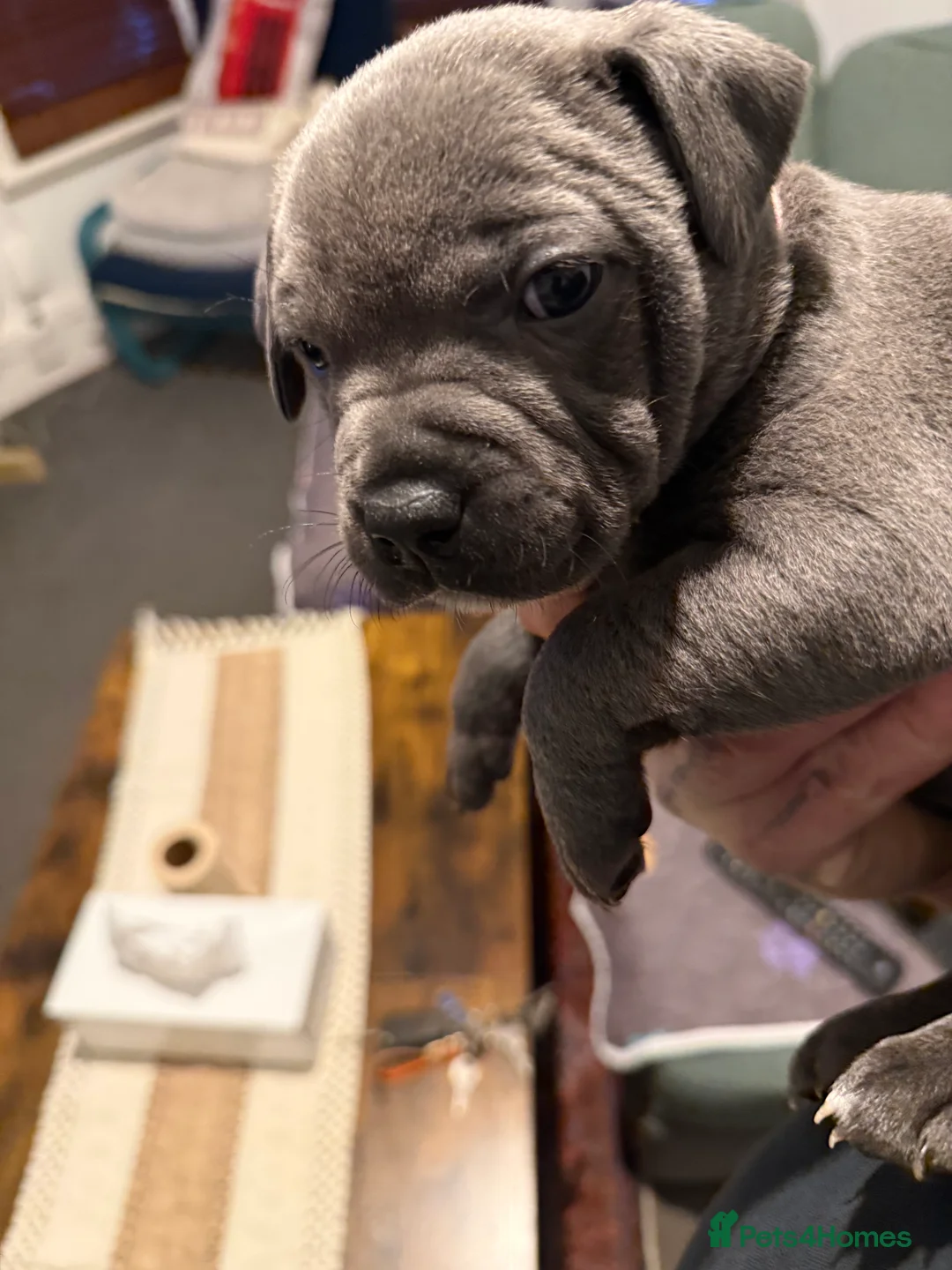 Staffordshire Bull Terrier dogs for sale: Top Quality Blue Staffys - Advert 2