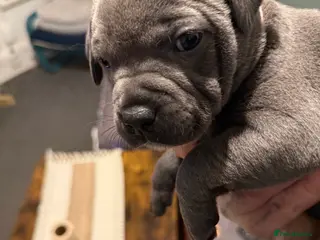 Staffordshire Bull Terrier dogs Top Quality Blue Staffys - Advert 18