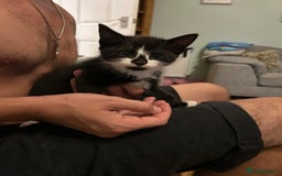 Mixed Breed cats for sale: Three playful kittens in search of forever home. - Image 22