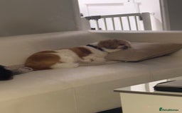 Shih Tzu dogs for sale: 🐾 Sweet Shih Tzu Looking for a Loving Home 🐾 - Image 9