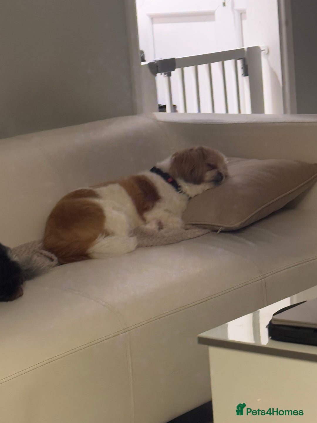 Shih Tzu dogs for sale: 🐾 Sweet Shih Tzu Looking for a Loving Home 🐾 - Image 9