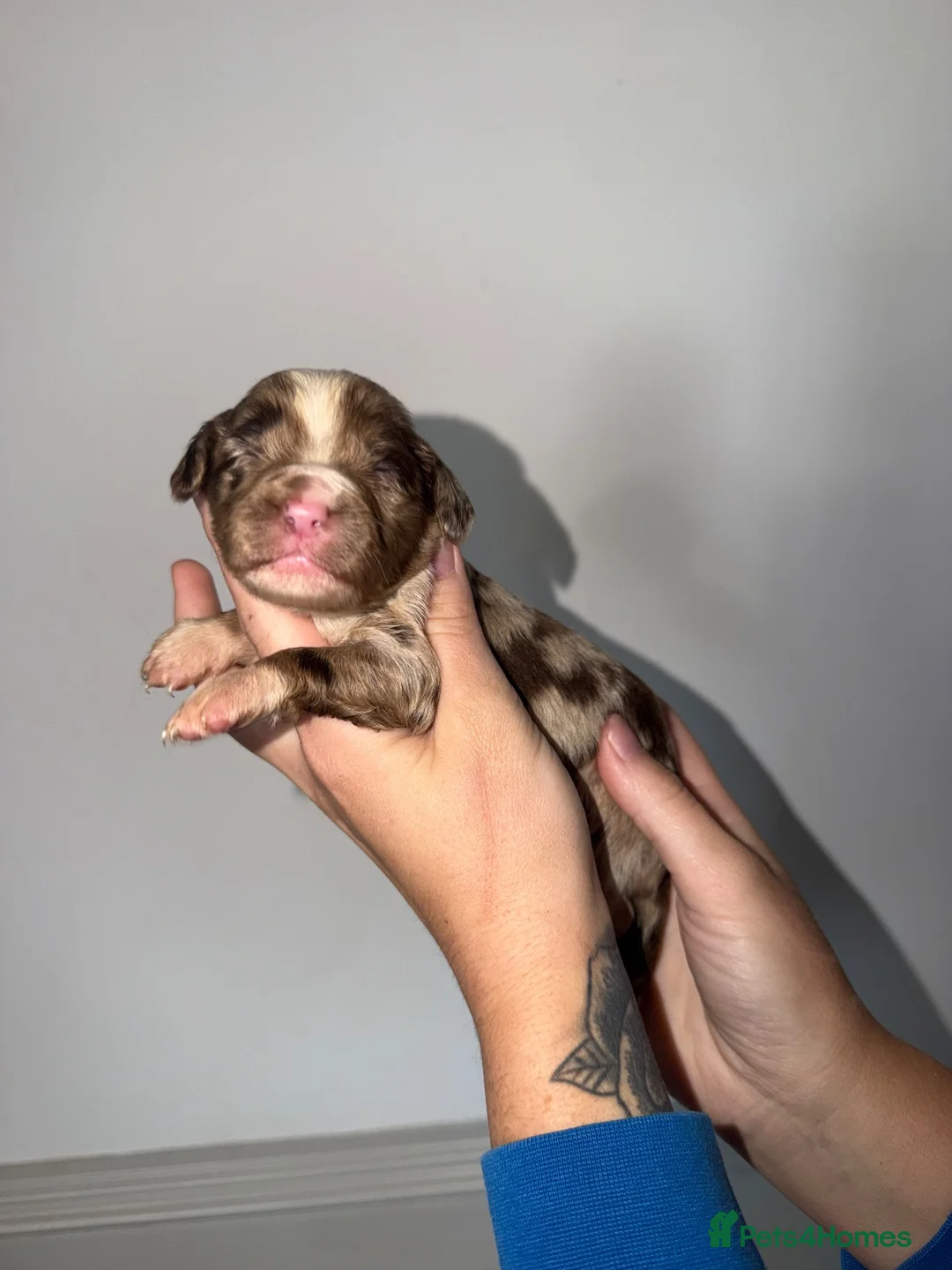 Cocker Spaniel dogs for sale: Beautiful litter of working cockerspaniel babies🐾 in Walsall - Advert 15
