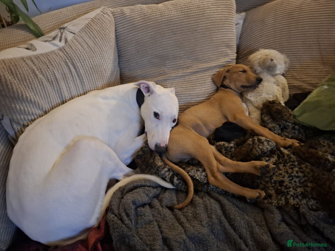 Mixed Breed dogs for sale: bull lurcher  - Image 4