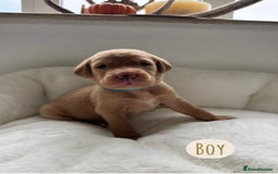 Labrador Retriever dogs for sale: Labrador Puppies For Sale  - Image 11