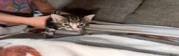 Mixed Breed cats for sale: Kittens for sale - Advert 11