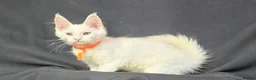 Maine Coon cats for sale: Ready now-Tica Maine Coon Kittens  - Advert 23