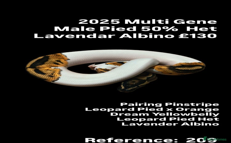 Python Snake reptiles - Advert 1
