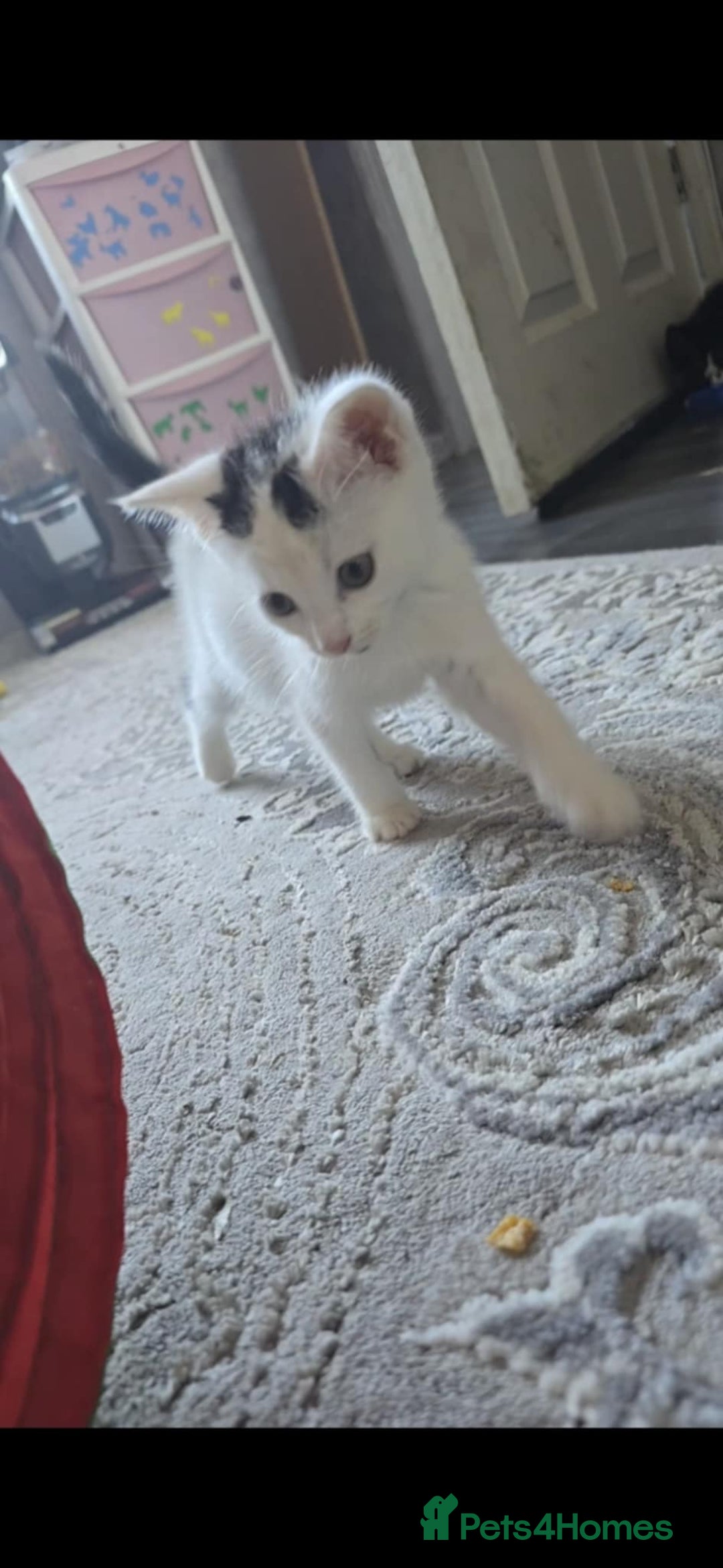 Mixed Breed cats for sale: 2 little sisters  - Image 1