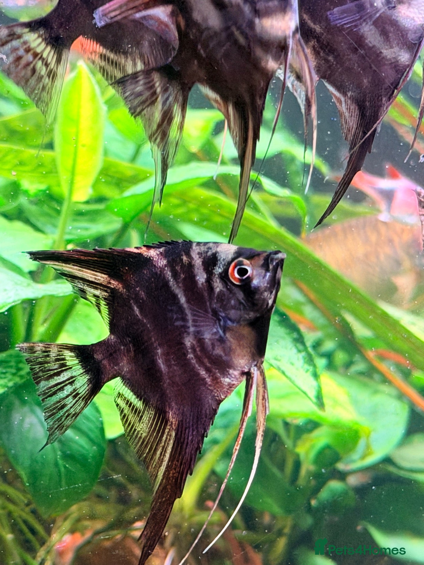 Angelfish fish Angel Fish 6cm (3 month old) - London - Advert 1