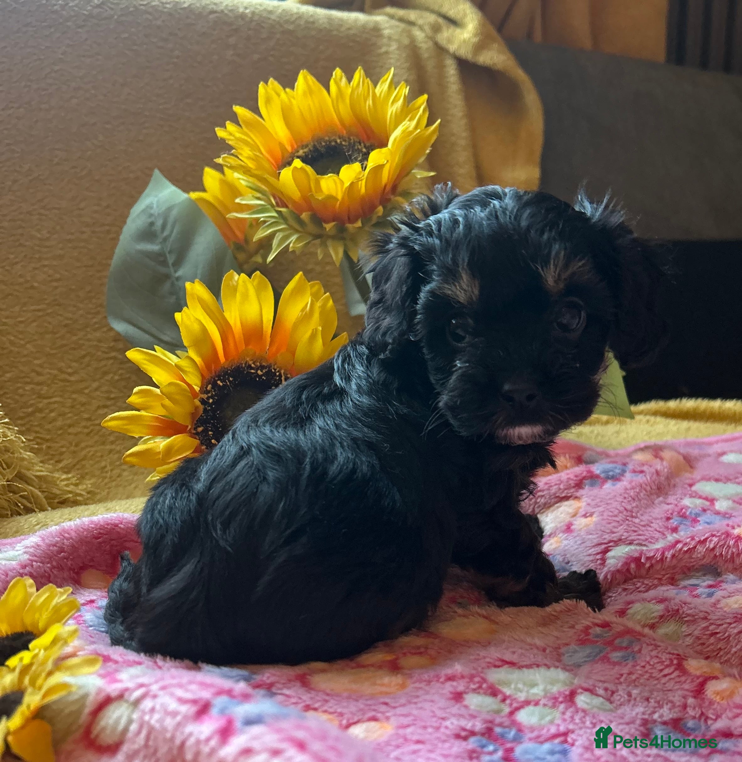 Cavapoo dogs F1 Cavapoo puppies 🐶  - Advert 6