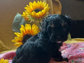 Cavapoo dogs F1 Cavapoo puppies 🐶 - Advert 6