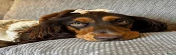 Cocker Spaniel dogs for sale: Gorgeous Show Cocker Spaniels  - Advert 1