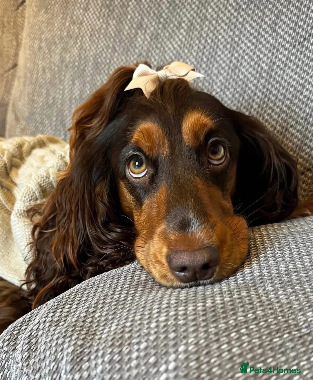Cocker Spaniel dogs for sale: Gorgeous Show Cocker Spaniels  - Advert 1