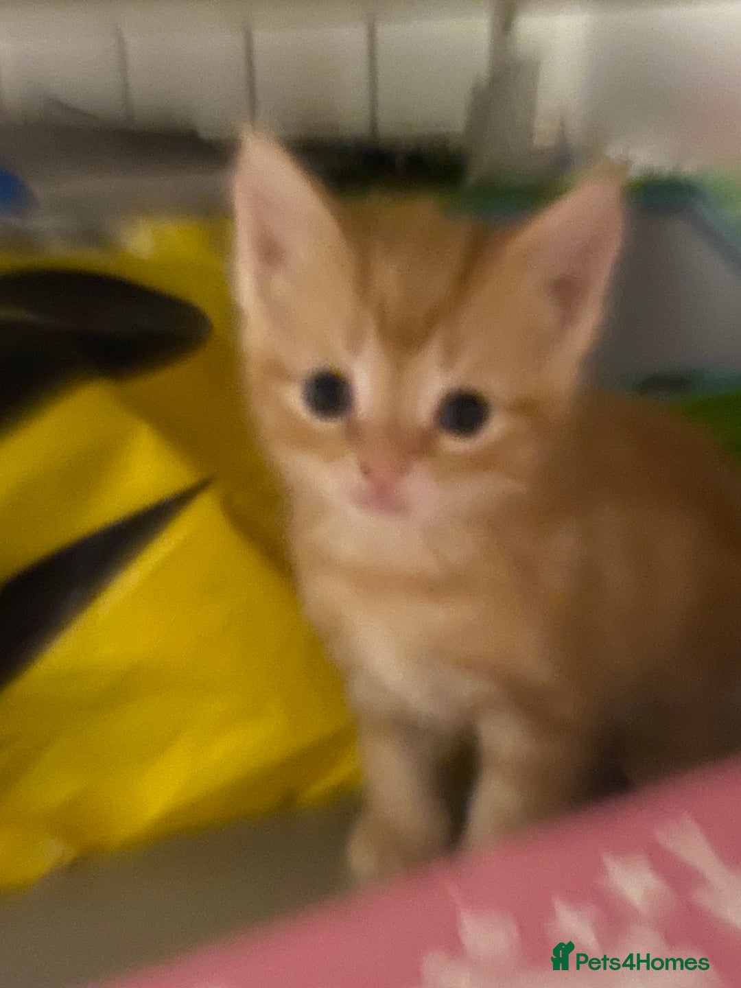 Mixed Breed cats for sale: 2 kittens male and female - Advert 10