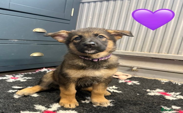 German Shepherd dogs - Advert 1