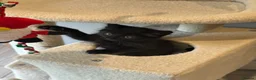Mixed Breed cats for sale: 2 beautiful mixed-breed kittens left - Advert 4