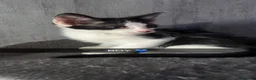 Mixed Breed cats for sale: 6 beautiful kittens  - Advert 6