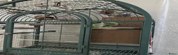 Ringnecks birds for sale: Breedable Hand tamed Indian ringneck parrot  in Blackburn - Advert 2