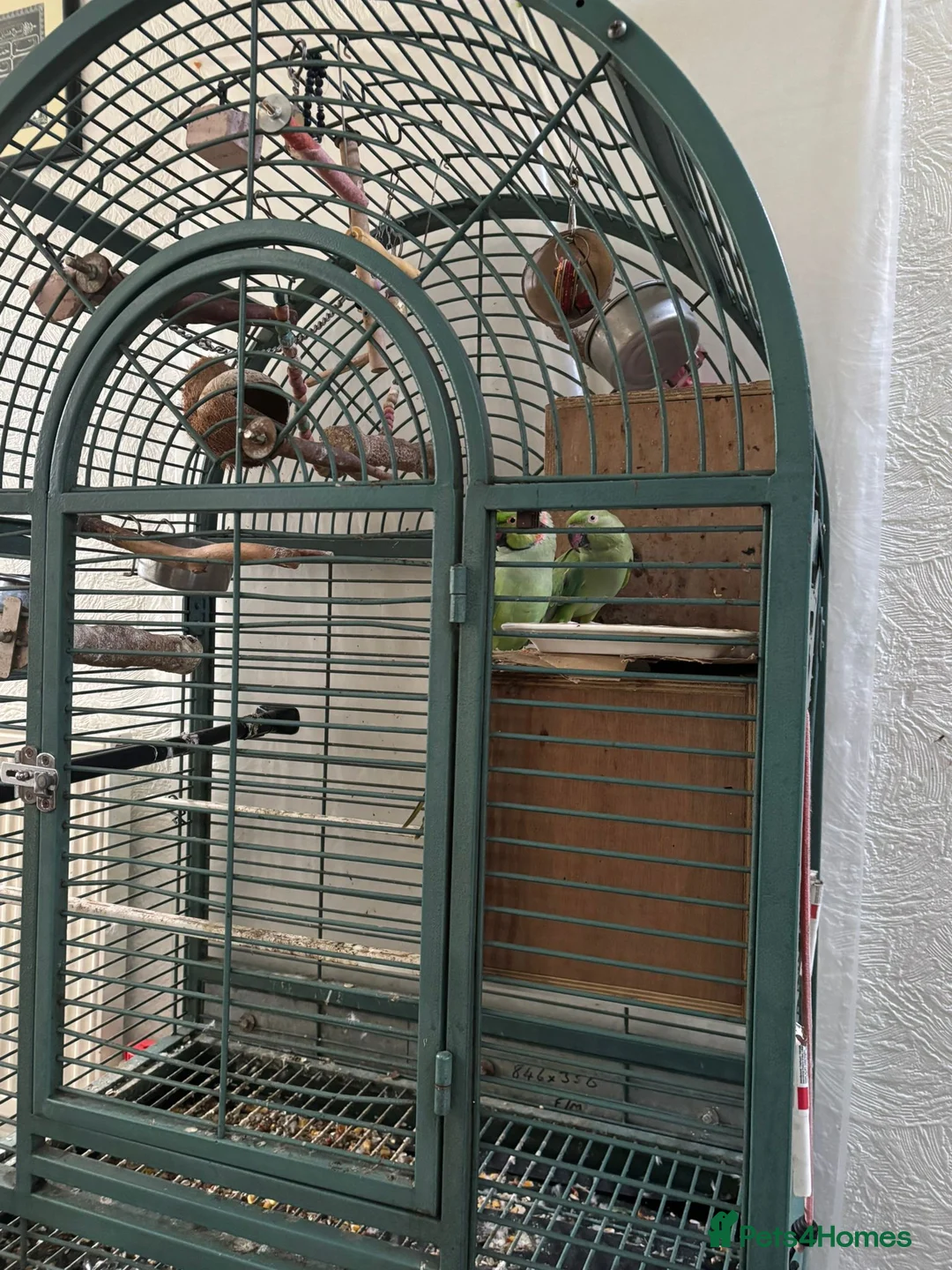 Ringnecks birds for sale: Breedable Hand tamed Indian ringneck parrot  in Blackburn - Advert 2