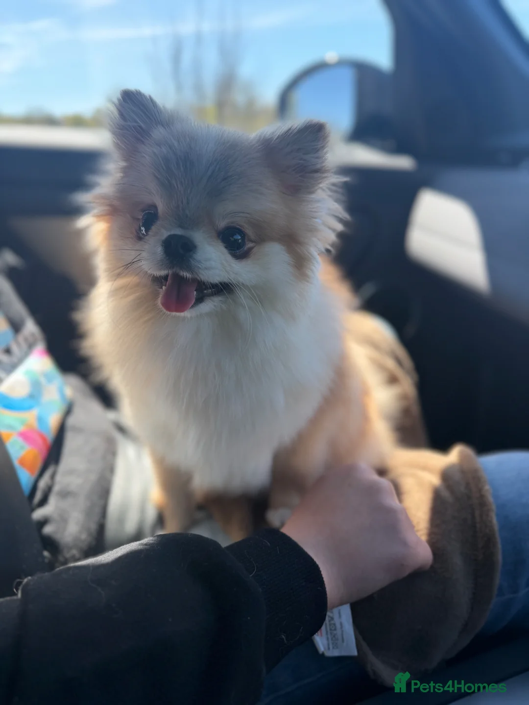 Pomchi dogs for sale: Pomchi looking for forever home - Advert 2