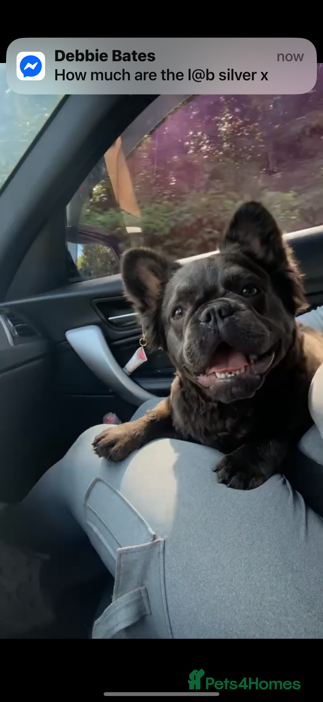 French Bulldog dogs for sale: Black fluffy French bulldog female  - Image 2