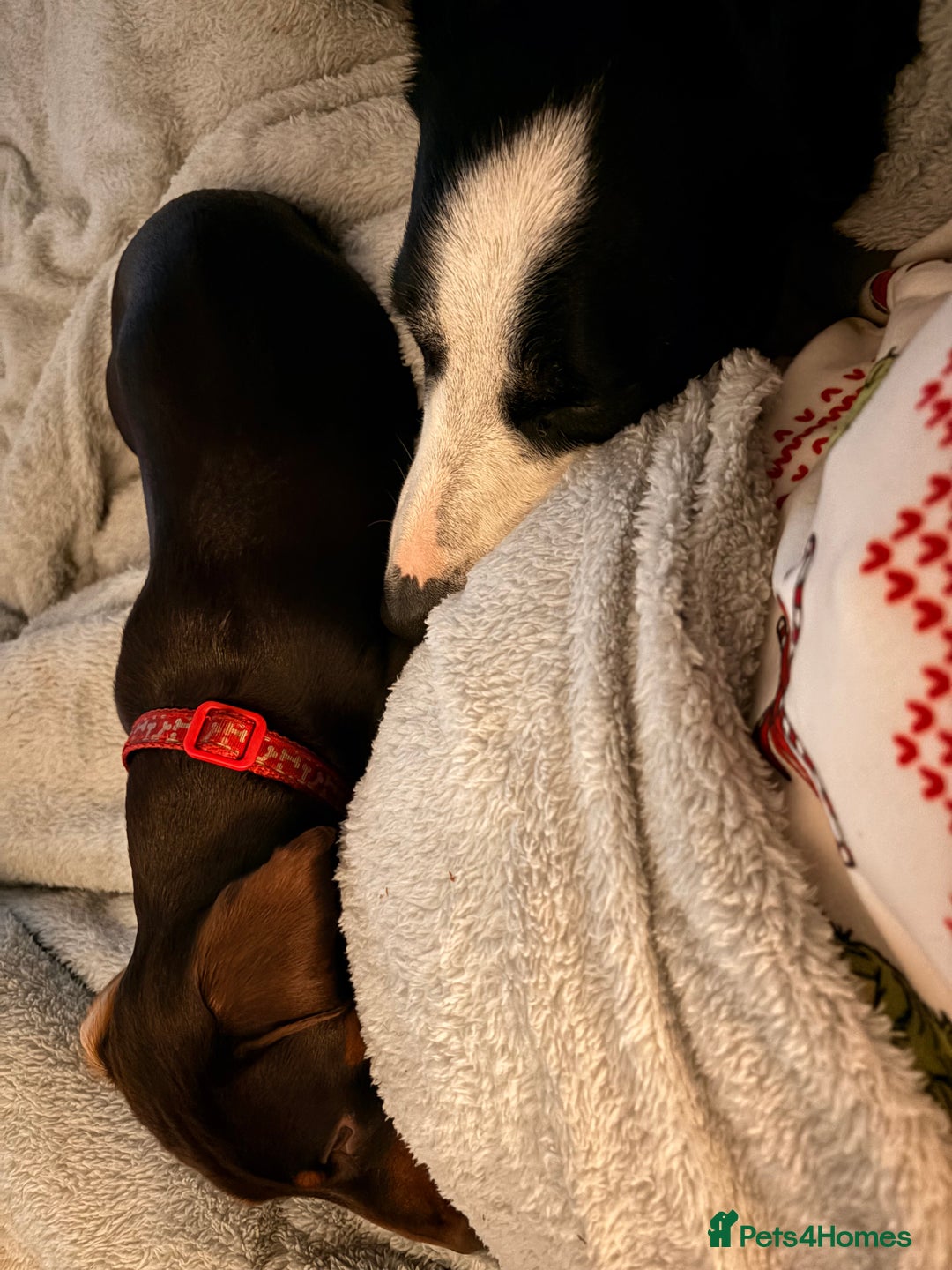 Dachshund dogs for sale: Miniature dachshund 8 months old Male - Advert 5