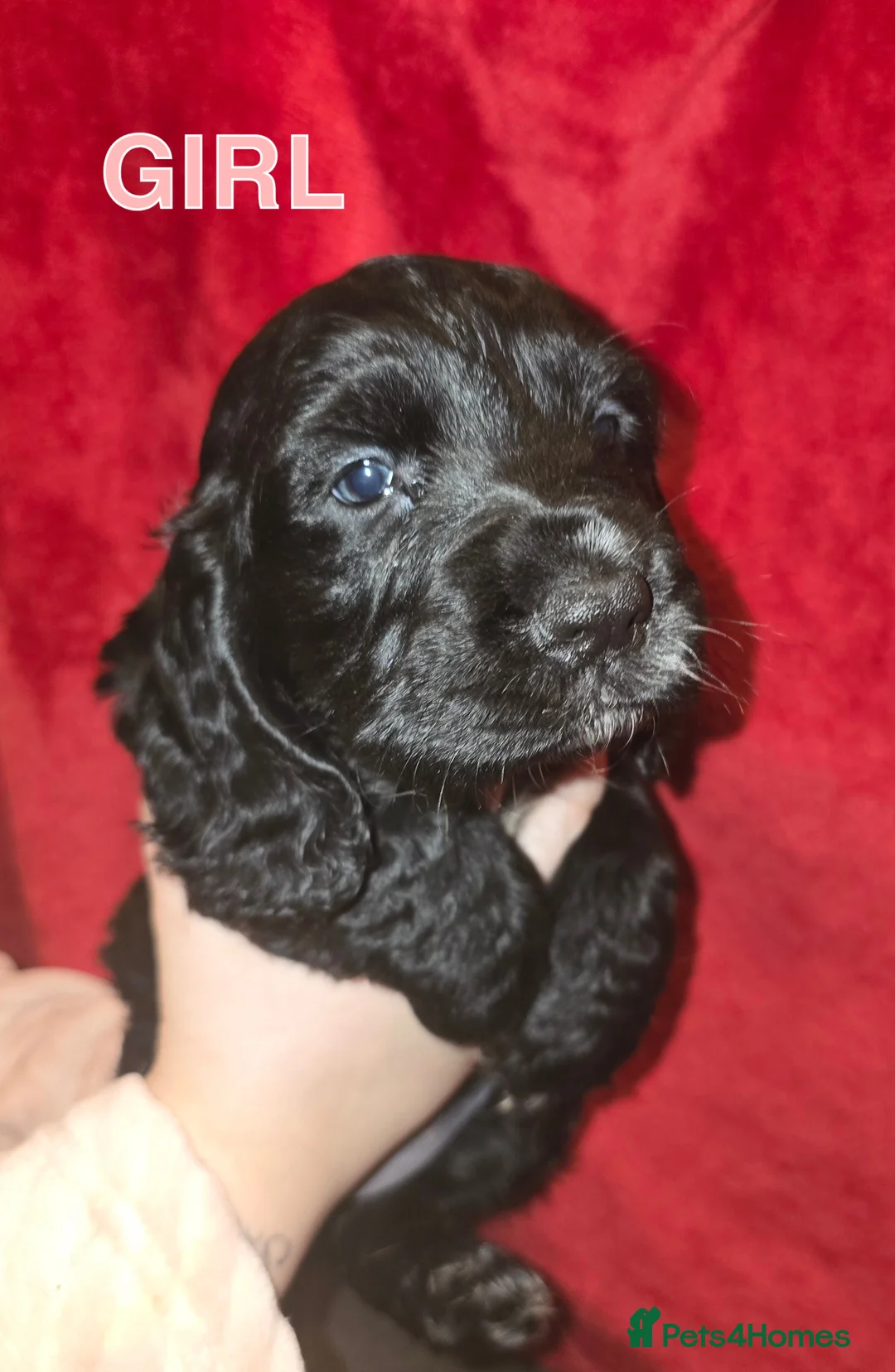 Cocker Spaniel dogs for sale: Last girl in the litter - Advert 1