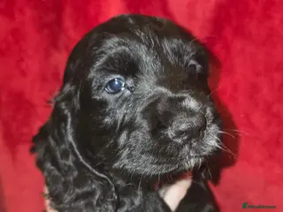 Cocker Spaniel dogs Last girl in the litter - Advert 2