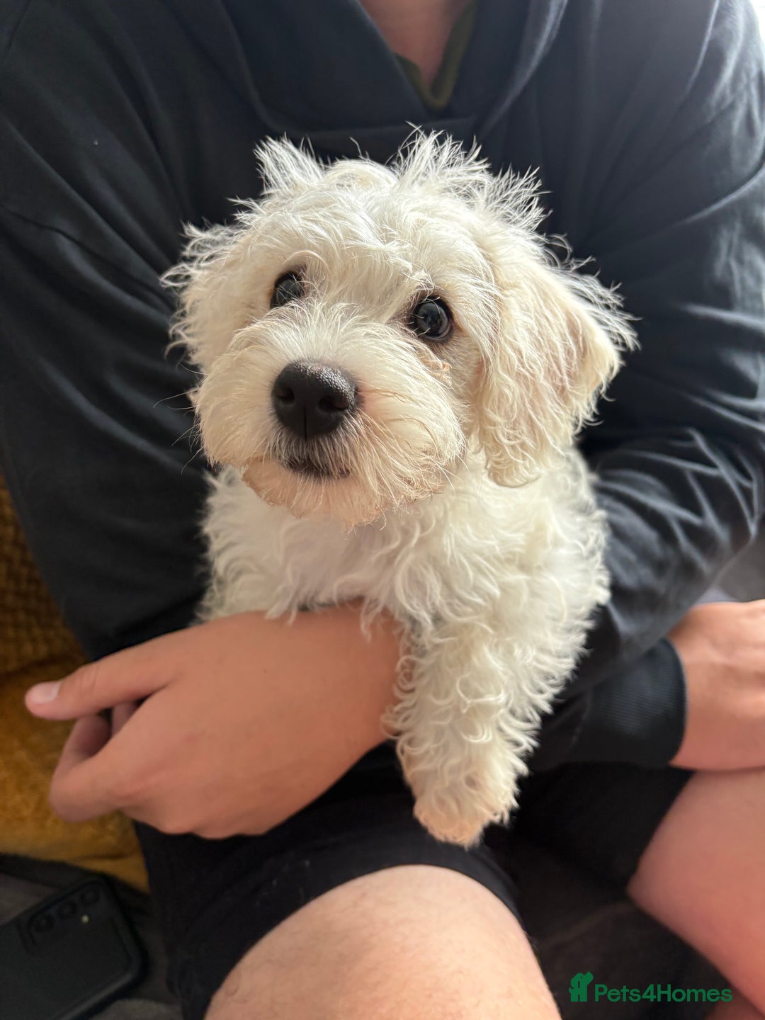 Mixed Breed dogs for sale: Gorgeous puppies ready for their forever homes - Image 5