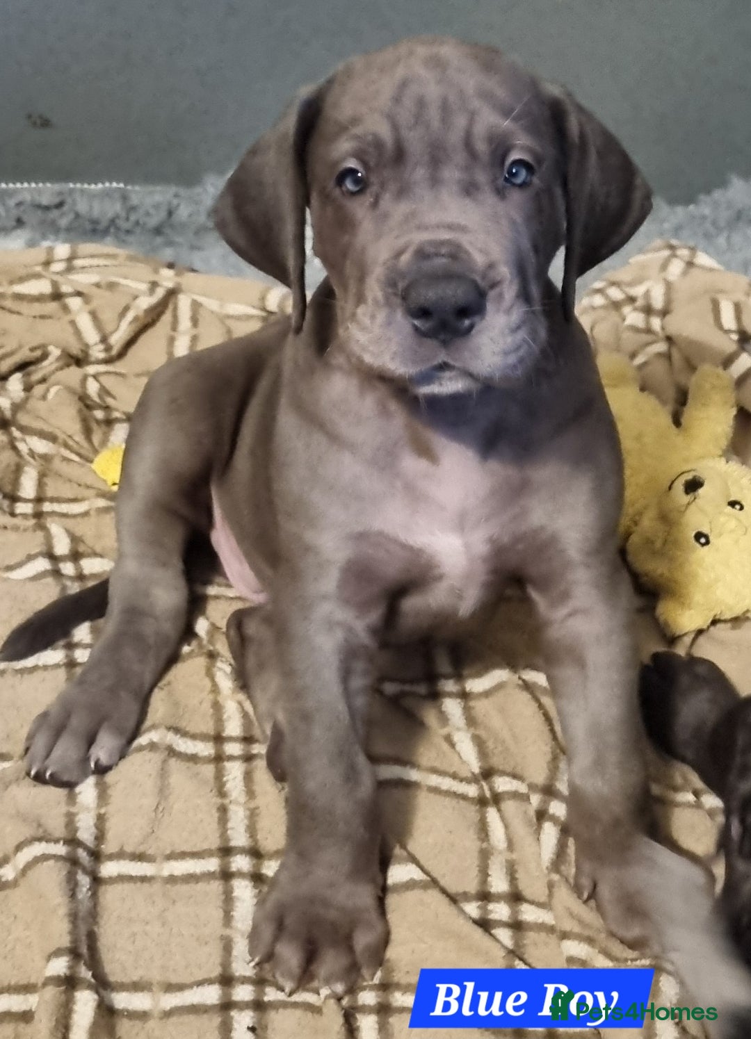 Great Dane dogs for sale: Exceptional pups, viewings welcome - Advert 10