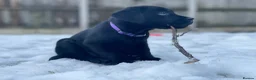 Labrador Retriever dogs for sale: Outstanding Labrador Puppies–Exceptional Pedigree - Advert 7