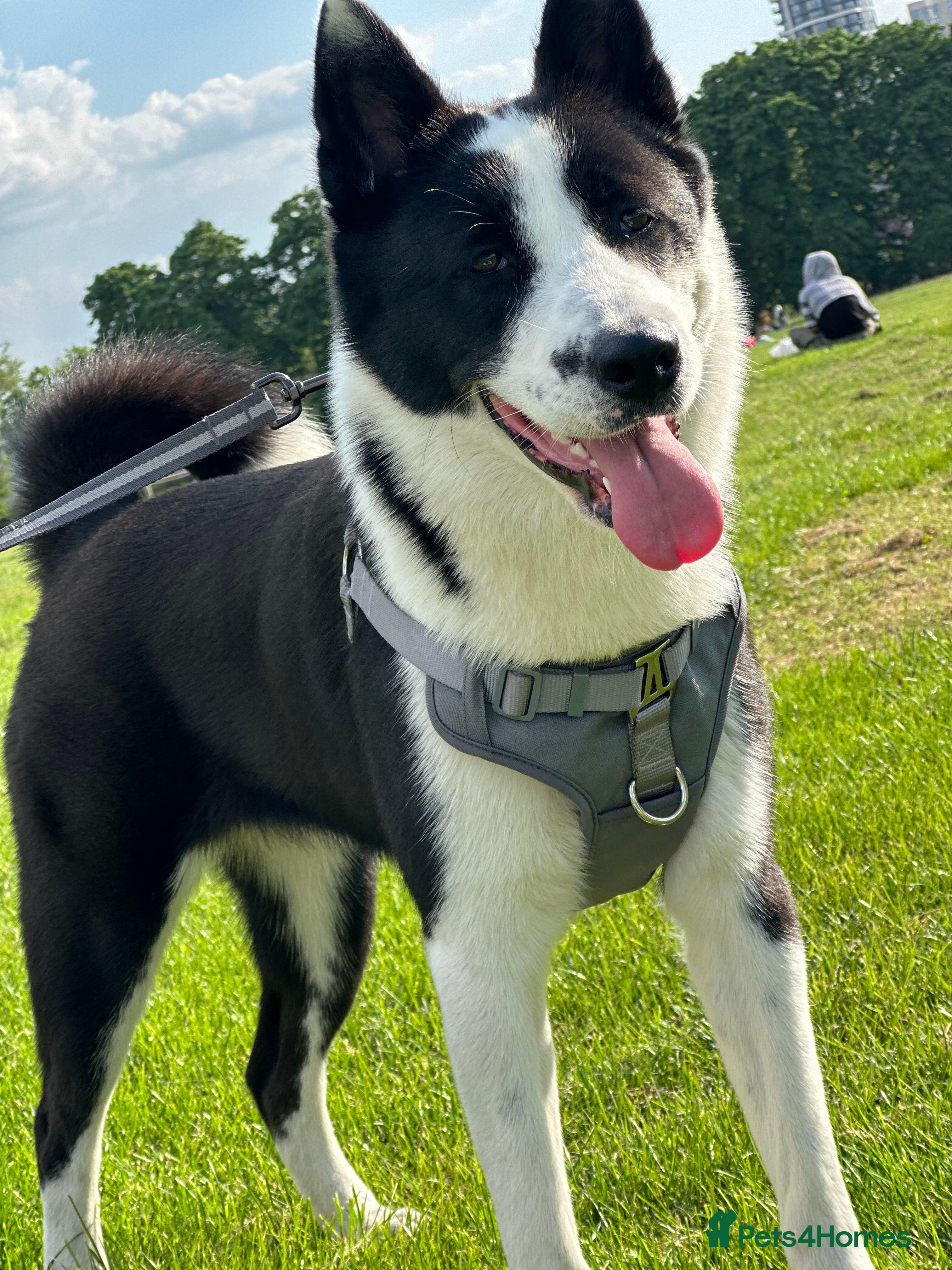 Mixed Breed dogs Lilli - Advert 7