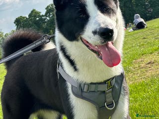 Mixed Breed dogs Lilli - Advert 19