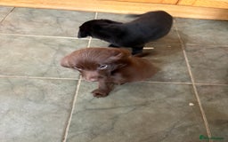 Labrador Retriever dogs for sale: Lovely unexpected litter of Labs - Image 9