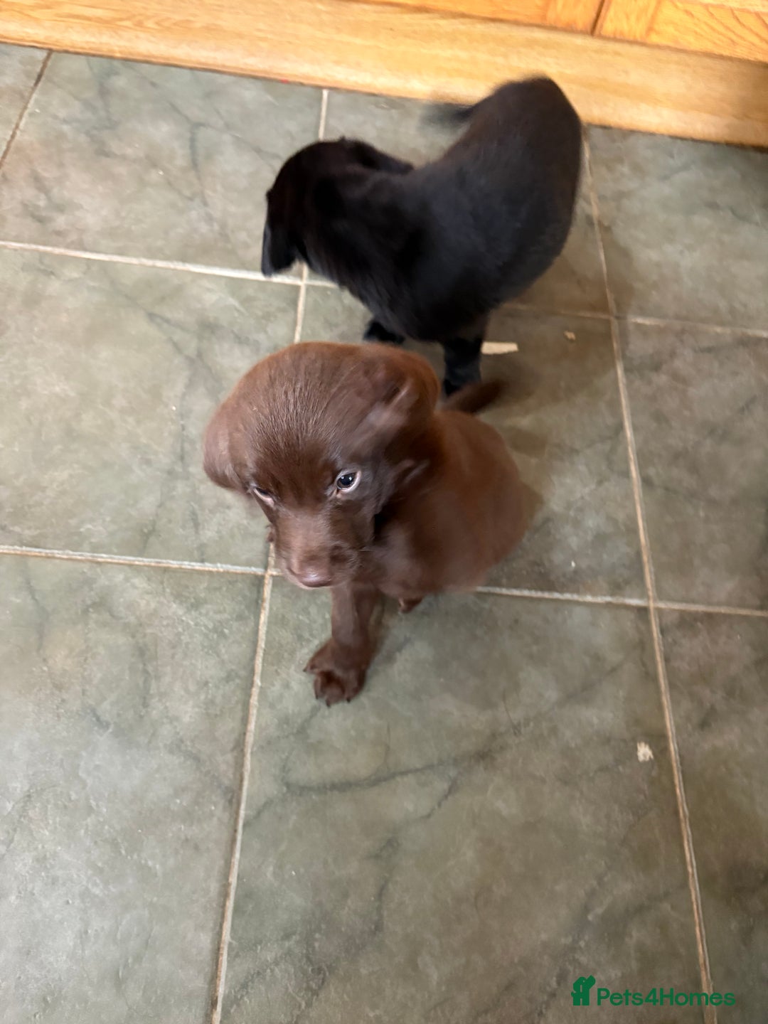 Labrador Retriever dogs for sale: Lovely unexpected litter of Labs - Image 9