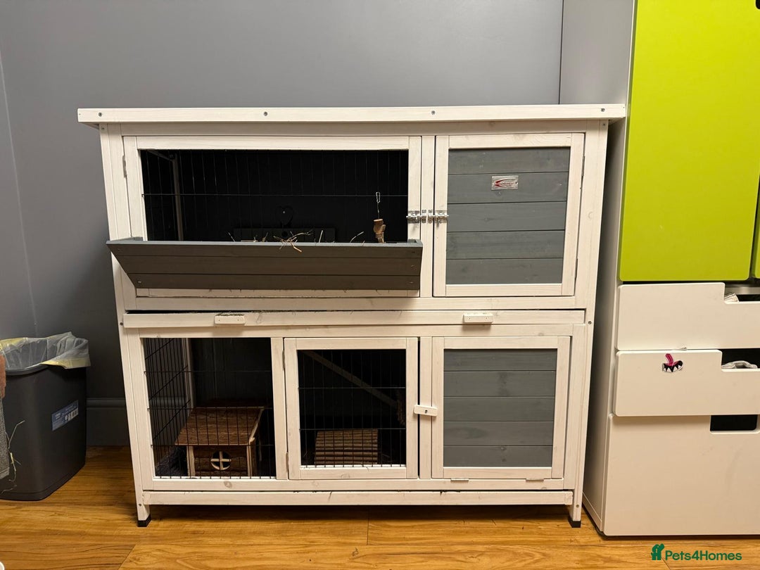 Guinea Pig rodents for sale: 2 MALES GUNEA PIGS WITH CAGE - Advert 2